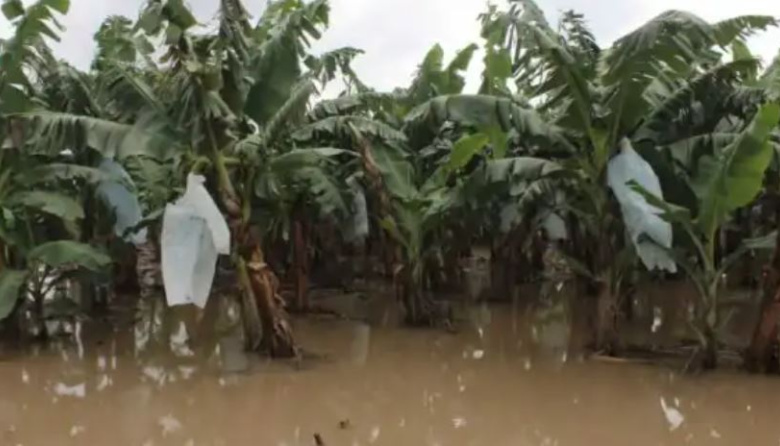 Desbordamiento del río Teapa afecta agricultura en la Sierra