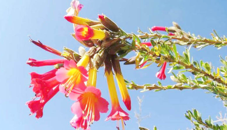 La Cantuta, símbolo eterno del Perú