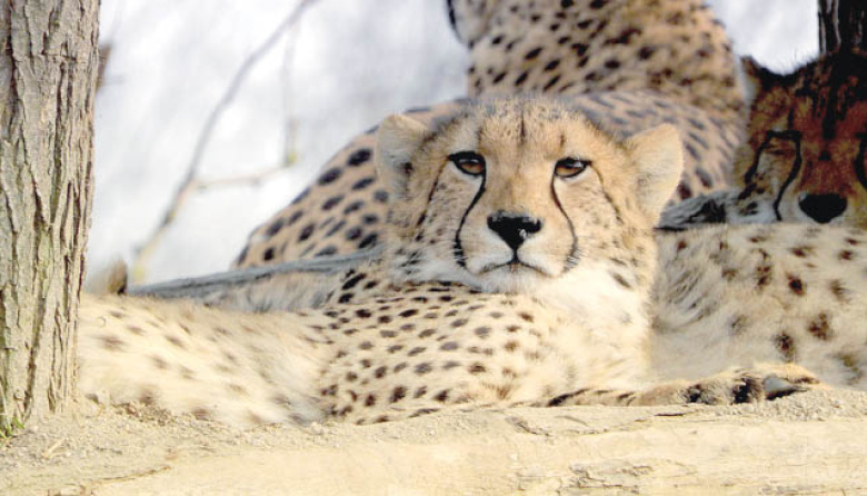 Día Internacional del Guepardo