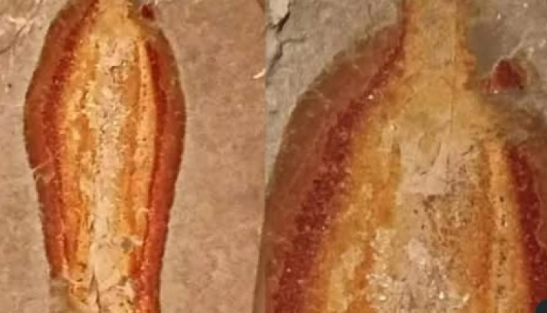 “‘Milagro’ en Chiapas: descubren silueta de la Virgen de Guadalupe en terreno abandonado”