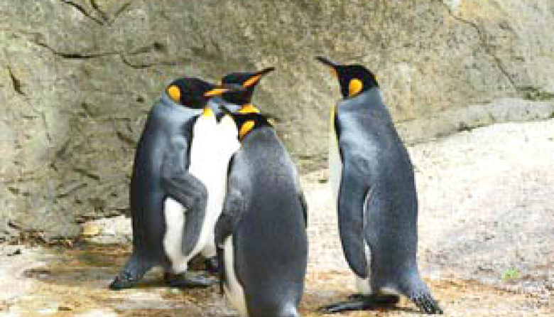 Día de Concienciación por los Pingüinos