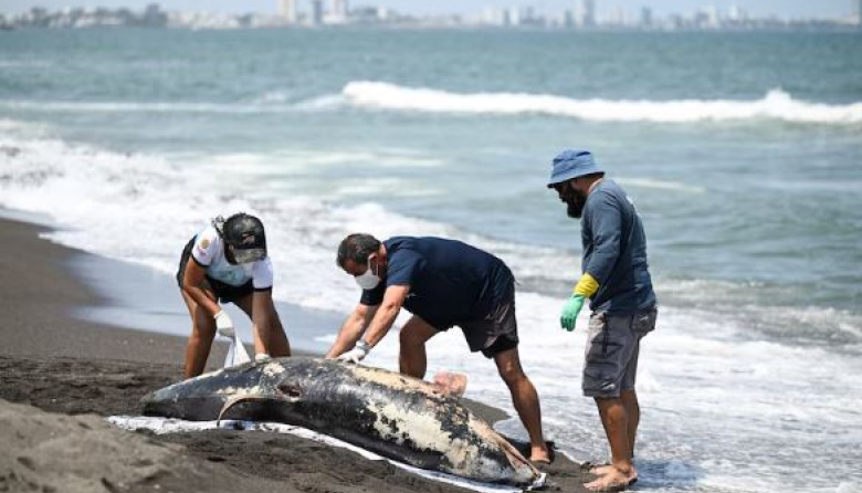 Pemex retira 430 toneladas de crudo