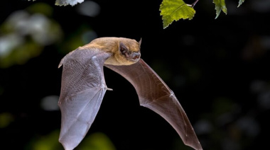 Comen murciélago y mueren tras ingerirlo