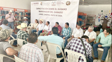 Descartan sacrificios por gusano barrenador