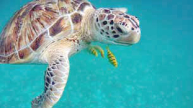 Día Mundial de las Tortugas Marinas