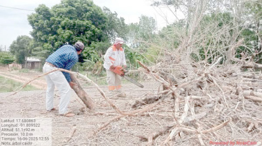 Retiran árbol que representaba peligro en La Libertad