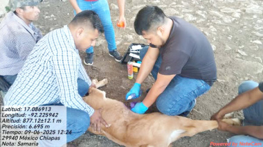 Chilón activa protocolo ante brote de gusano barrenador