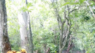 Refuerzan brecha cortafuego en el Parque Nacional Palenque