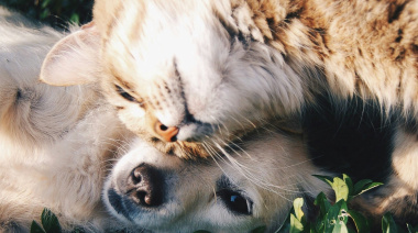 Chiapas tipifica el maltrato animal: habrá cárcel y sanciones para agresores de perros y gatos