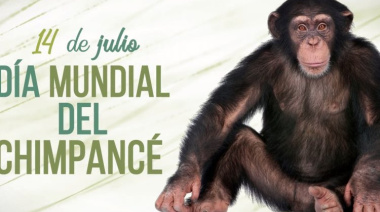 Día Mundial del Chimpancé
