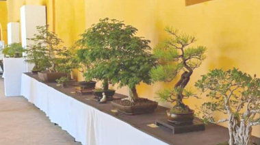 Exposición de Bonsái y Suiseki