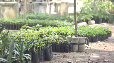 Árboles nativos desplazados por especies exóticas