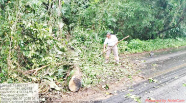 Retiran árbol caído en carretera San Javier–Benemérito