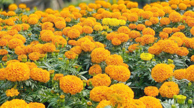 Cempasúchil: la flor que da vida al Día de Muertos en Chiapas