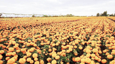 Celebran cosecha histórica de flor de cempasúchil