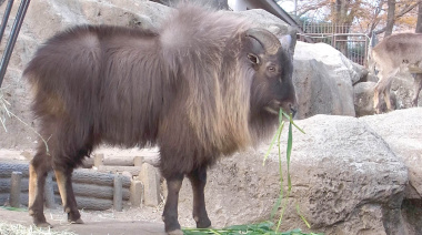 El tahr del Himalaya, el “puma” de las montañas