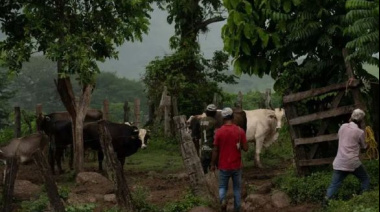 Suman 84 casos de miasis por gusano barrenador en México