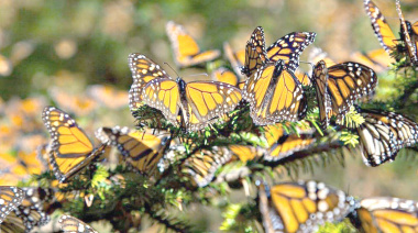 El viaje más largo entre mariposas