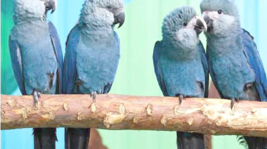 Virus letal amenaza con extinguir a guacamayo Spix