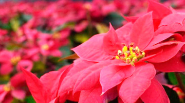 Día Internacional de la Flor de Nochebuena