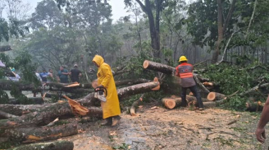 Restablecen circulación tras  caída de árboles en Palenque