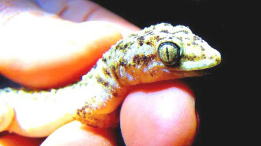 Descubren nueva especie de lagartija nocturna