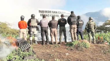 SEDENA destruye plantíos de marihuana