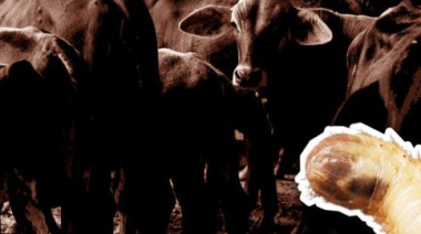 Detectan casos de gusano barrenador en Edomex