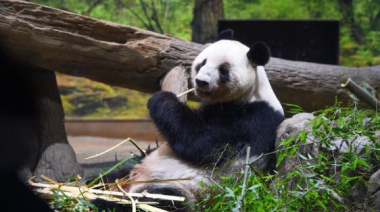 Últimos pandas dejan Japón en medio de tensiones con China