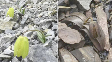 Planta cambia de color para pasar desapercibida