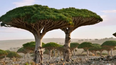 Socotra, la isla más alienígena del mundo