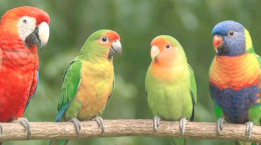 Loros cautivan por su espectacular plumaje