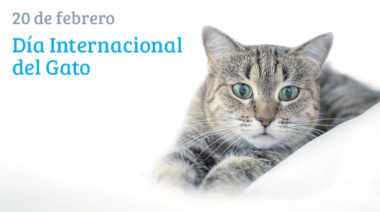 Día Internacional del Gato