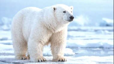 Cambio genético en osos polares por calor