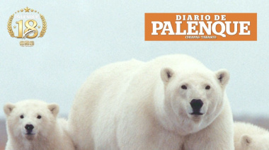 Día Internacional del Oso Polar