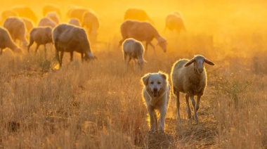 ¿Pueden sentir los animales?