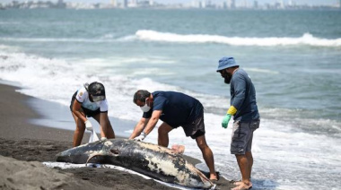 Pemex retira 430 toneladas de crudo