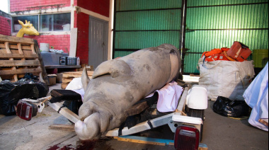 Manatí falleció por golpe de embarcación en Coatzacoalcos