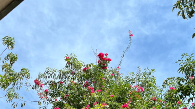 La primavera llena de color la vegetación de Palenque