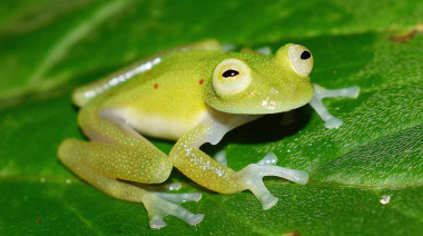 Descubren una insólita rana de cristal