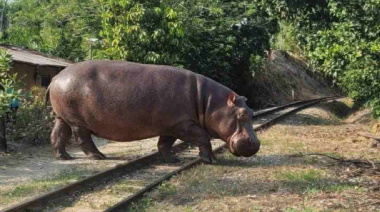 México no ofreció recibir hipopótamos de Pablo Escobar