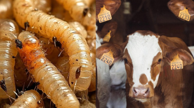 Crisis ganadera por expansión del gusano barrenador