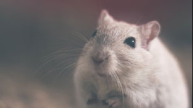 Día Internacional del Animal de Laboratorio