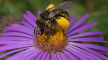 Plantas cultivadas también atraen polinizadores
