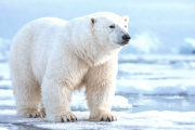 Cambio genético en osos polares por calor