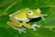 Descubren una insólita rana de cristal