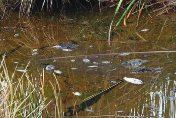  Parque Ecológico dañado