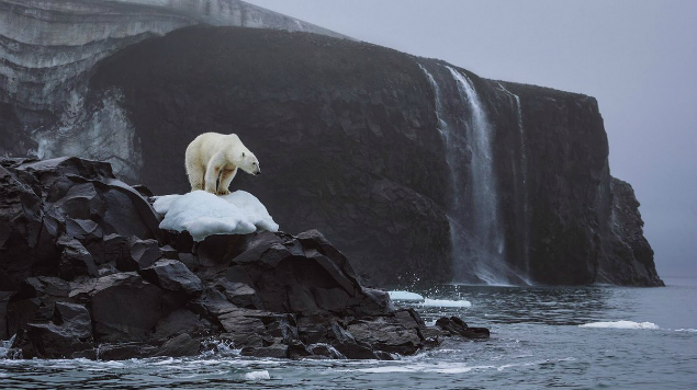  Asesinan a oso polar por llegada de turistas