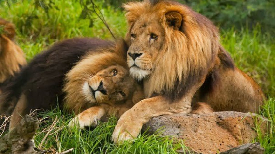 Tenía dos leones como mascotas, hasta que un día...? | Diario de Palenque