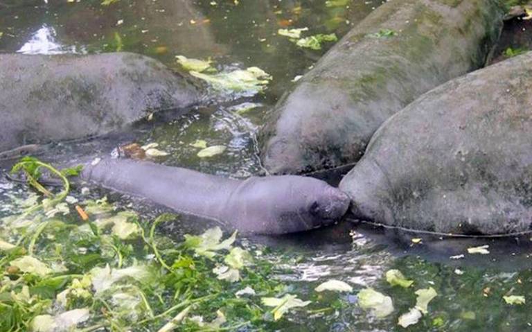  El manatí se convierte en la especie más amenazada en Tabasco